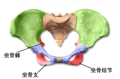 盆底康復(fù)知識科普，你的健康你做主