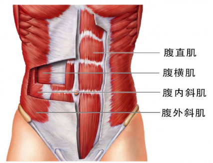 【產(chǎn)后恢復(fù)】跟腹直肌分離有關(guān)的肌肉有哪些呢？