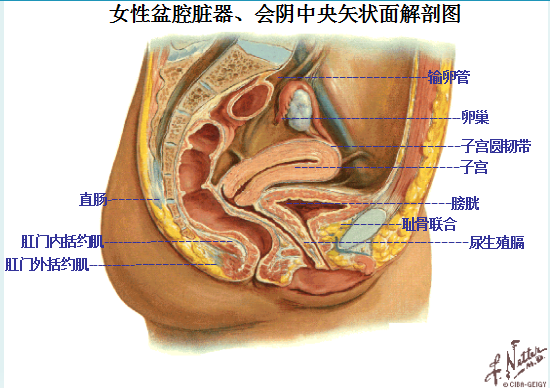 產(chǎn)后盆底康復(fù)|女性盆底主要脹器有哪些？