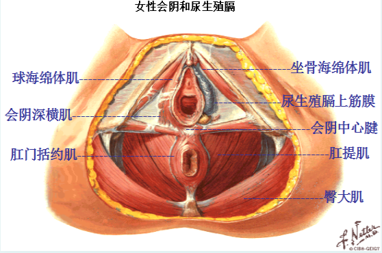 產(chǎn)后盆底修復(fù)，為什么產(chǎn)后的女性需要做盆底肌康復(fù)？