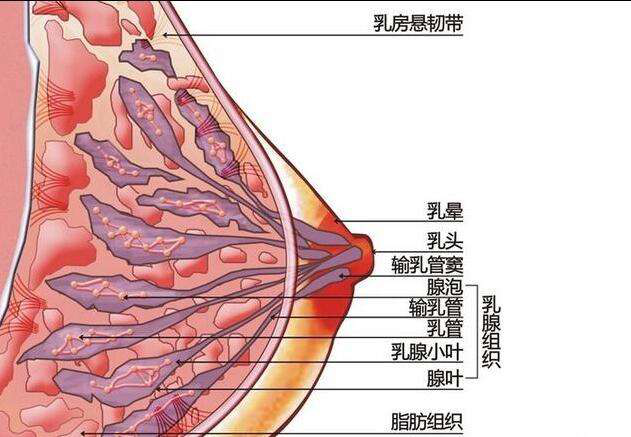 母乳檢測(cè)儀告訴您為什么要進(jìn)行乳腺疏通