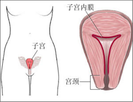 產(chǎn)后盆底肌怎么修復(fù)？你得知道為什么子宮內(nèi)膜薄要治療才能更好解決