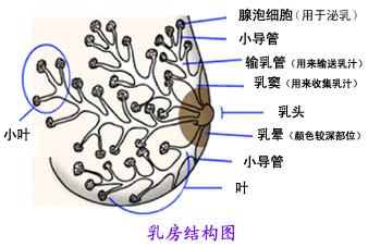 乳房的基本知識，母乳分析很重要