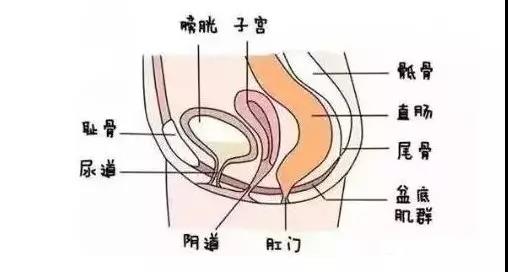 齊全的盆底肌修復(fù)儀器知識(shí)，講解醫(yī)院間不曾知道的盆底肌修復(fù)