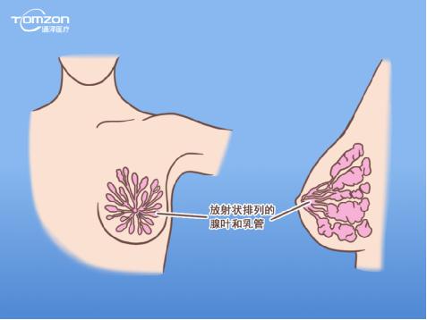 盆底康復(fù)治療儀能幫助女性乳房哪些問(wèn)題？