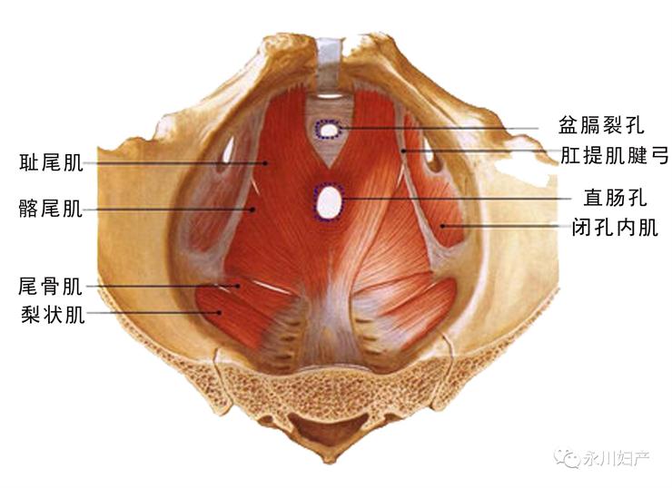 盆底康復(fù)治療