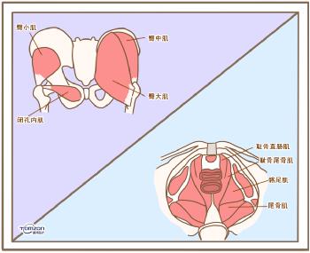 盆底康復(fù)儀器